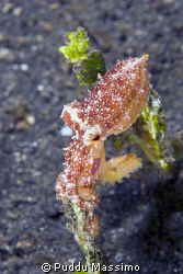 octopuss blue collar ring,manado,nikon d2x 60mm macro by Puddu Massimo 